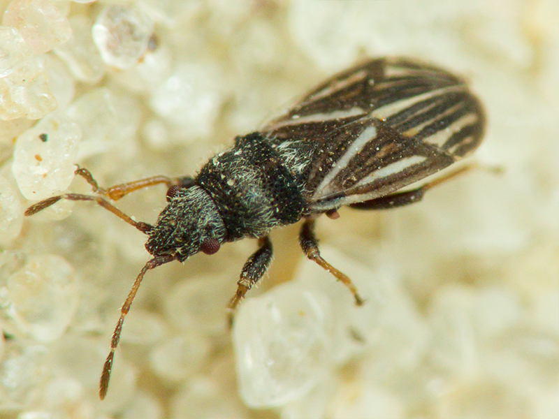 Tropidophlebia costalis (Herrich-Schäffer, 1850)